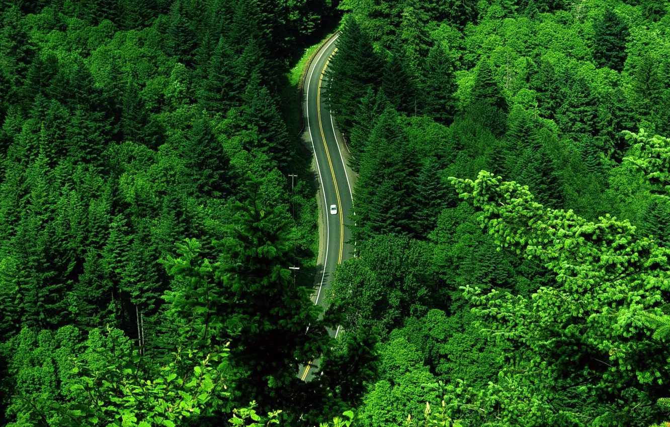 Фото обои дорога, зелень, машина