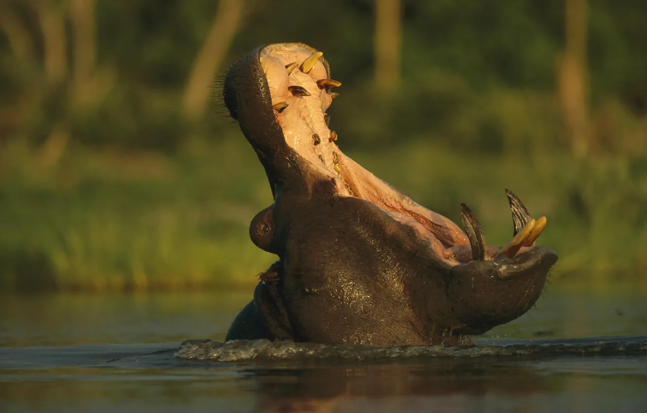 Фото обои животные, река, зубы, пасть, animals, гипопотам, hippo