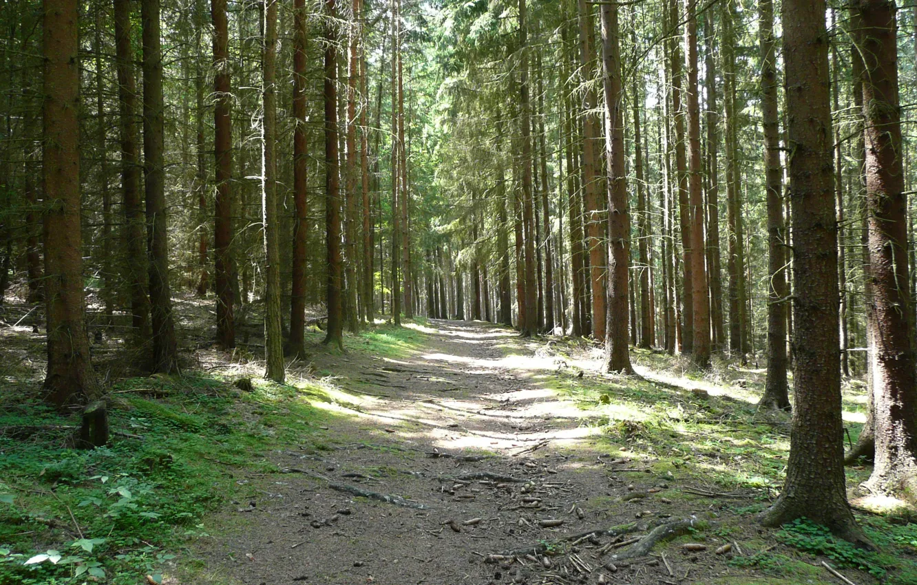 Фото обои лес, свет, природа, тропа