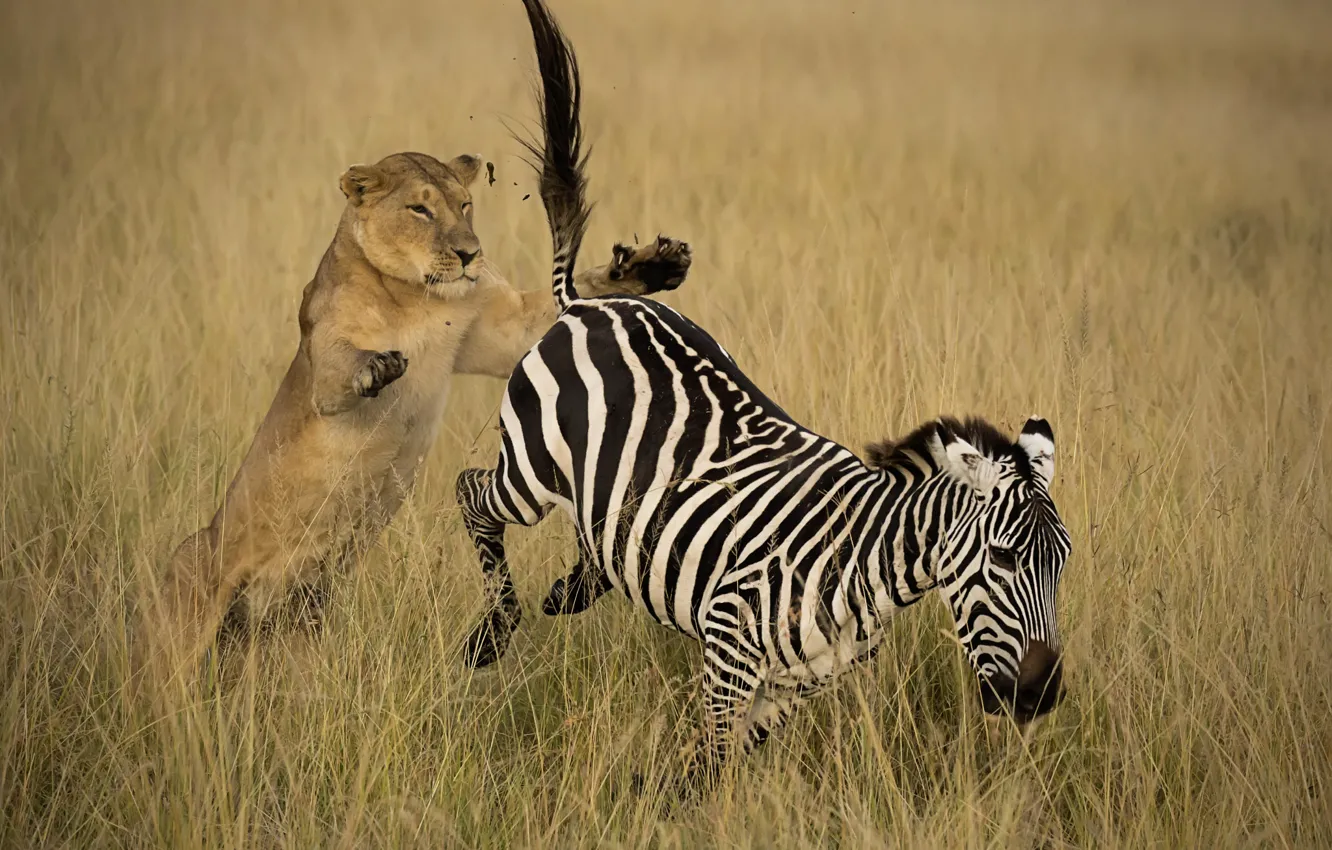 Фото обои погоня, лев, зебра, африка, львица