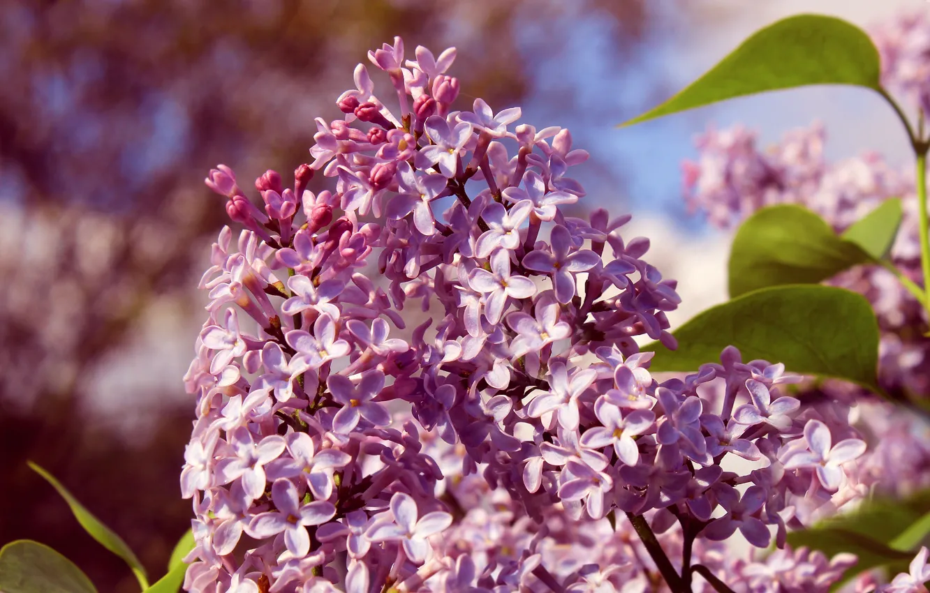 Фото обои spring, lilac, blooming