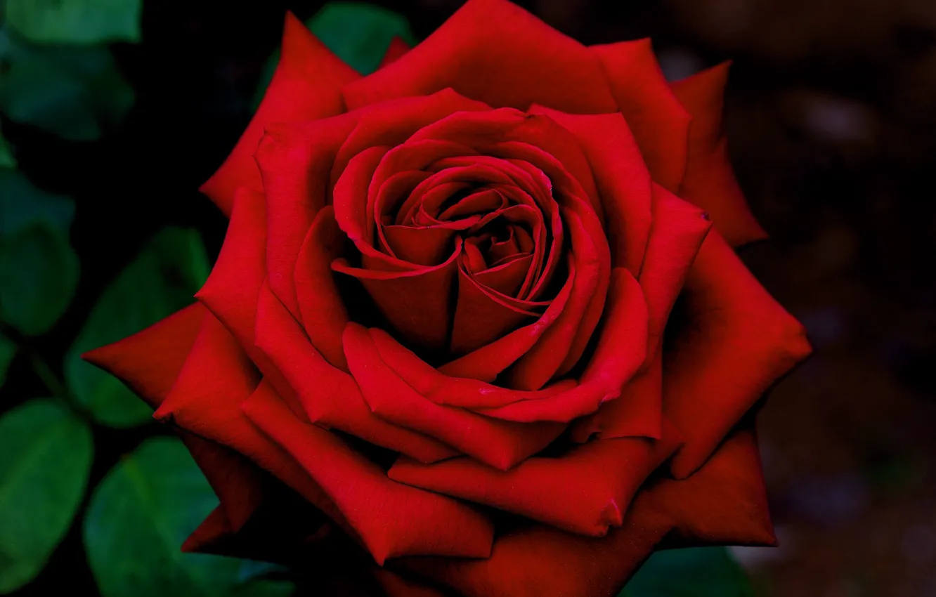Фото обои макро, красный, роза