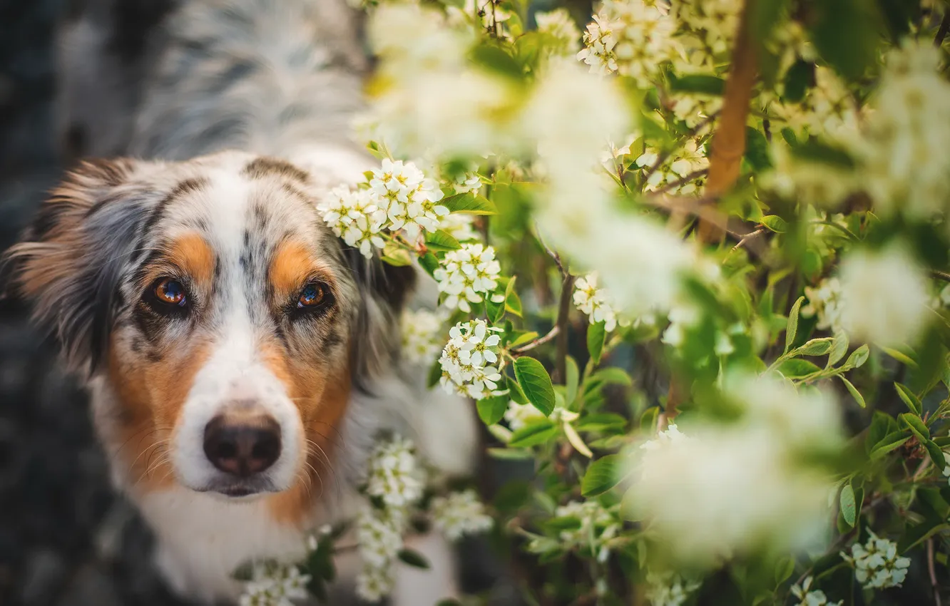 Фото обои природа, друг, собака