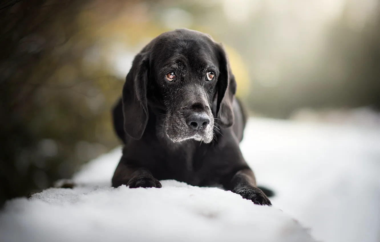 Фото обои снег, собака, щенок, боке