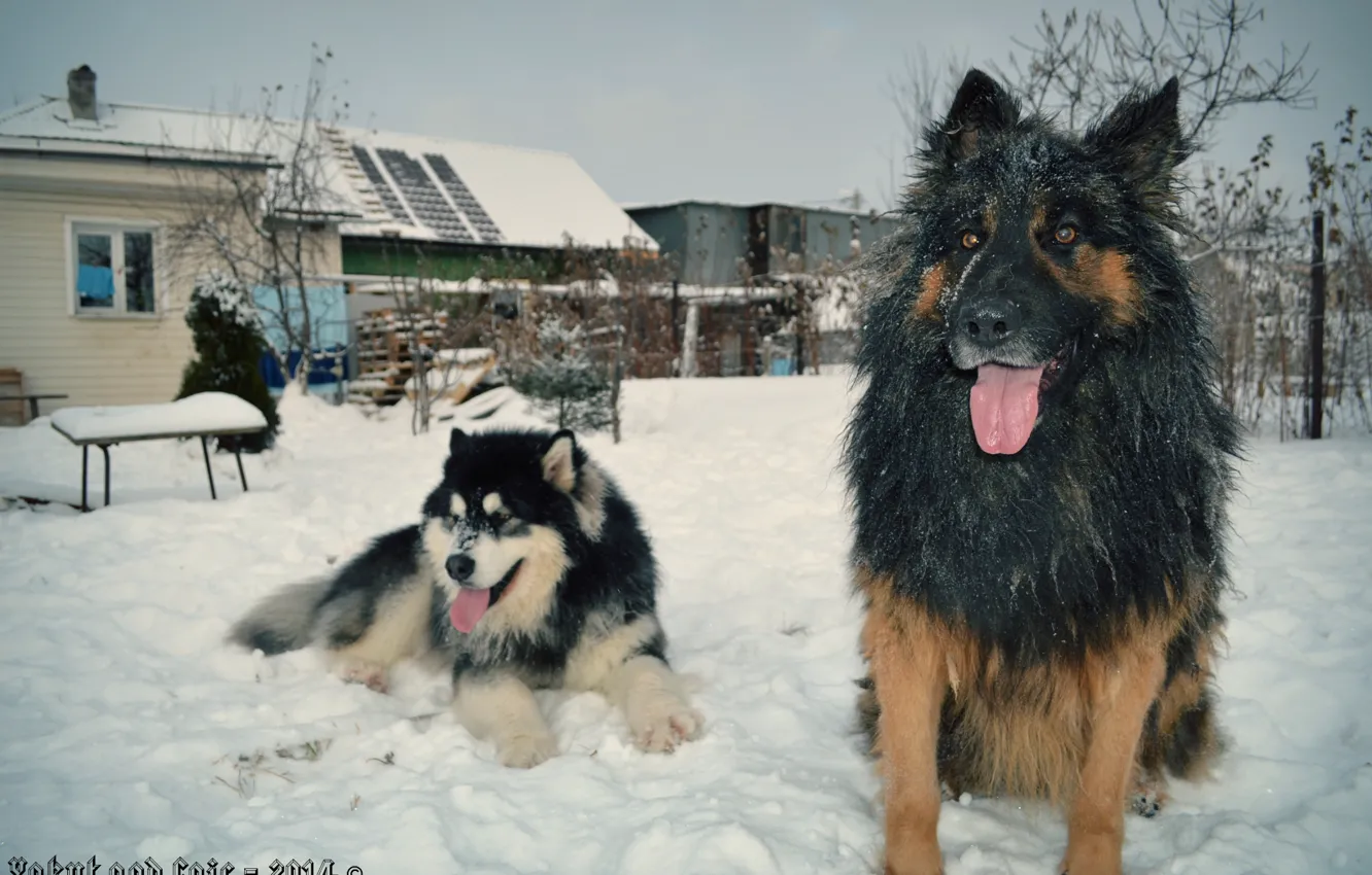 Фото обои собаки, овчарка, маламут, якут