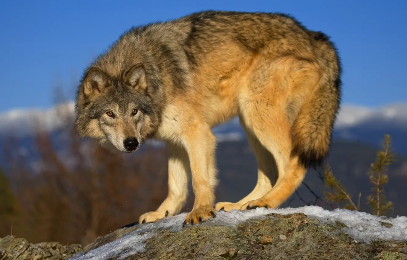 Фото обои серый, волк, хищник, wolf