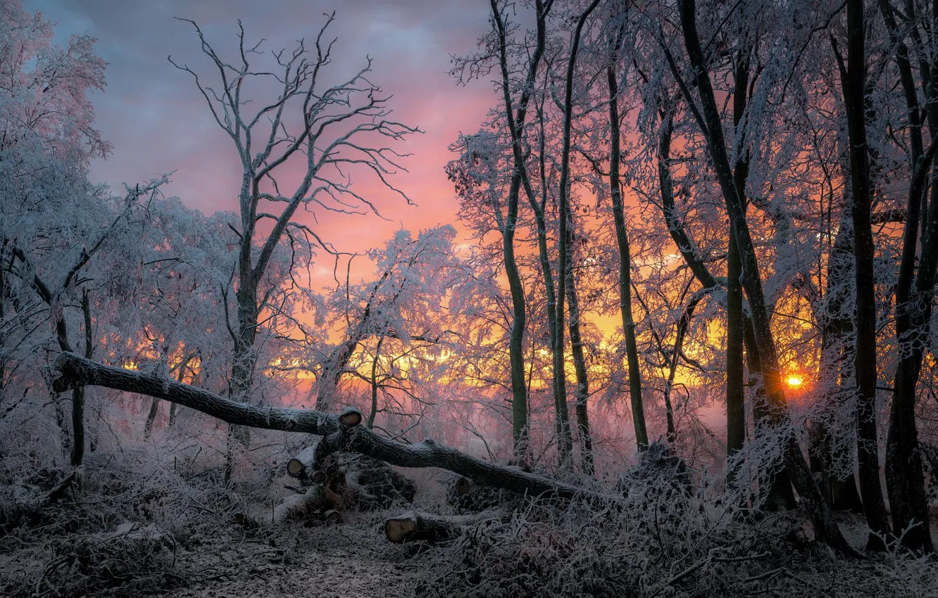 Фото обои зима, лес, закат