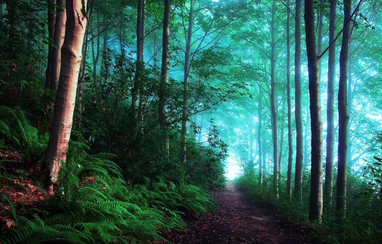 Фото обои лес, свет, туман, Англия, утро, дымка