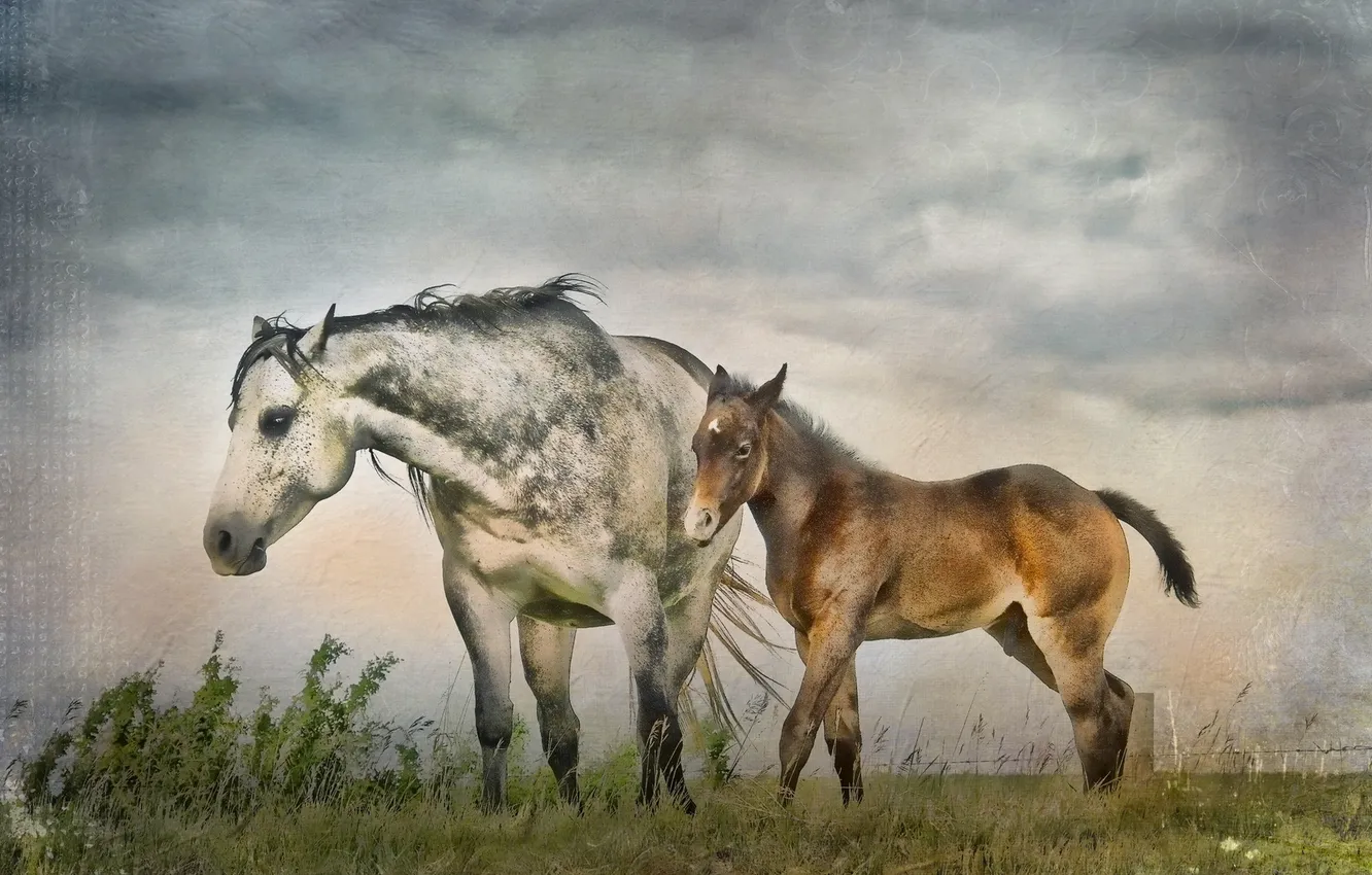 Фото обои природа, стиль, кони