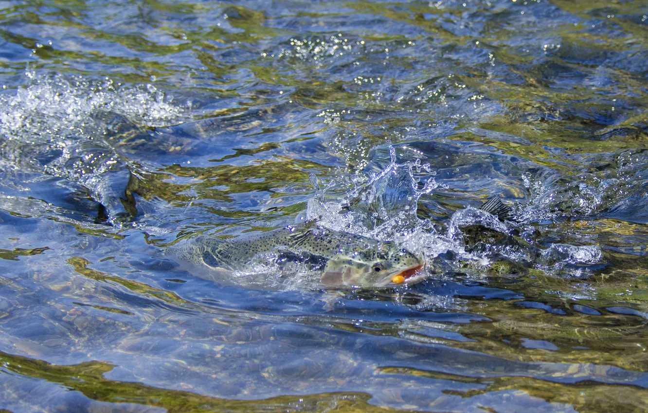 Фото обои волны, вода, брызги, ручей, рыба, радужная форель