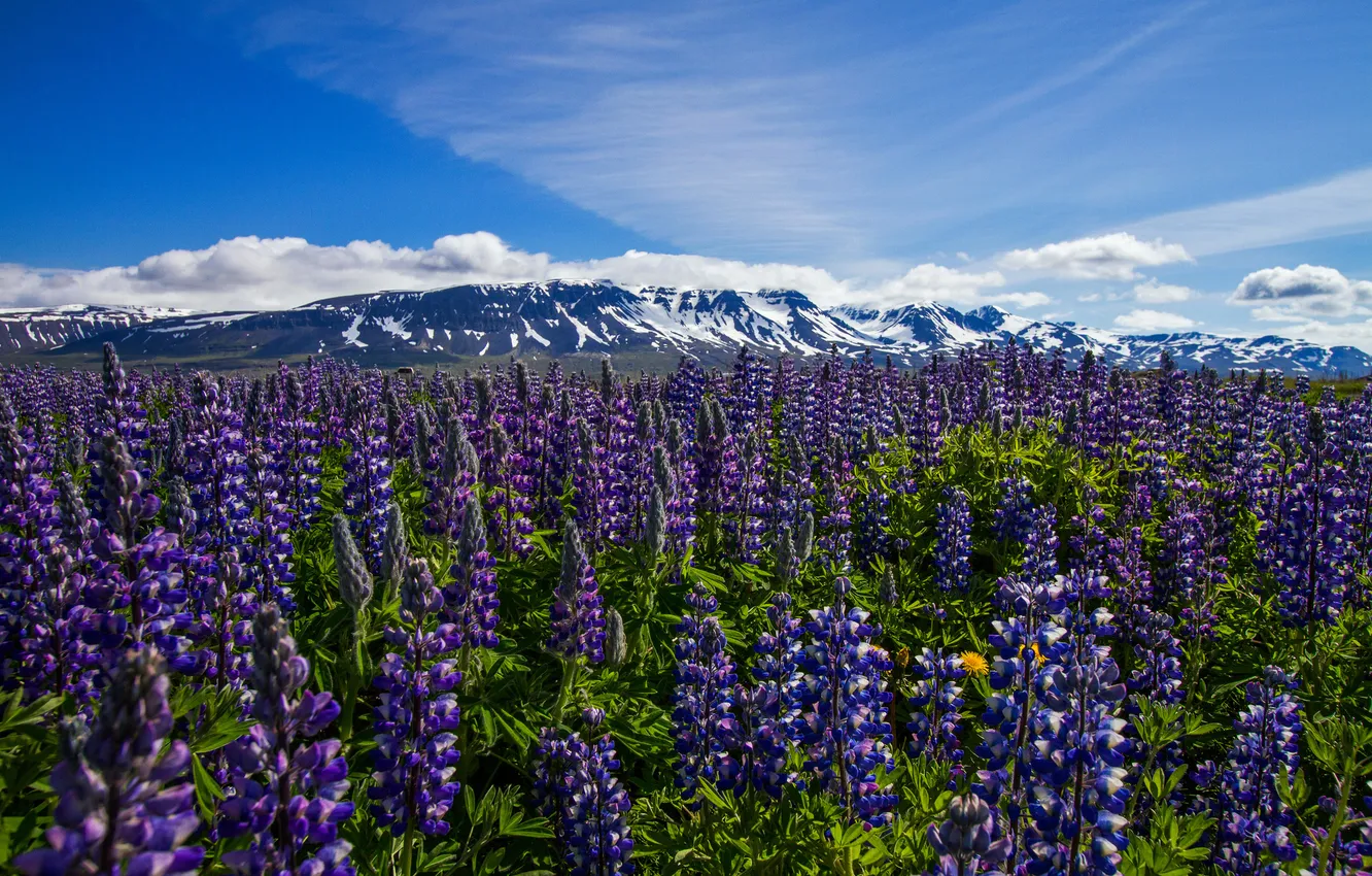 Фото обои цветы, горы, луг, Исландия, Iceland, люпины, Nordur-Tingeyjarsysla, Thorshofn