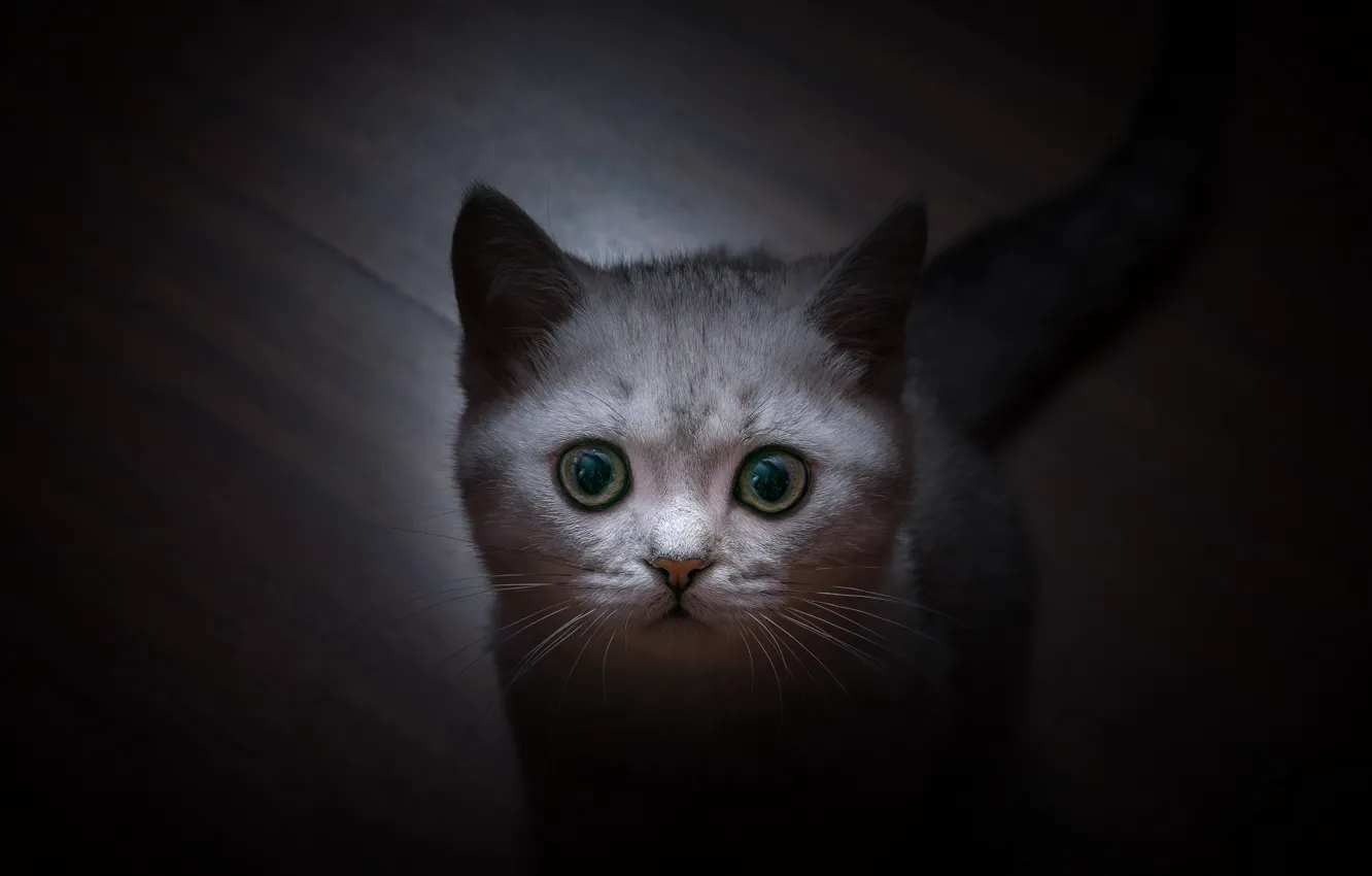 Фото обои Взгляд, Кошка, Усы, Кот, Глаза, Британская короткошёрстная, Мордашка
