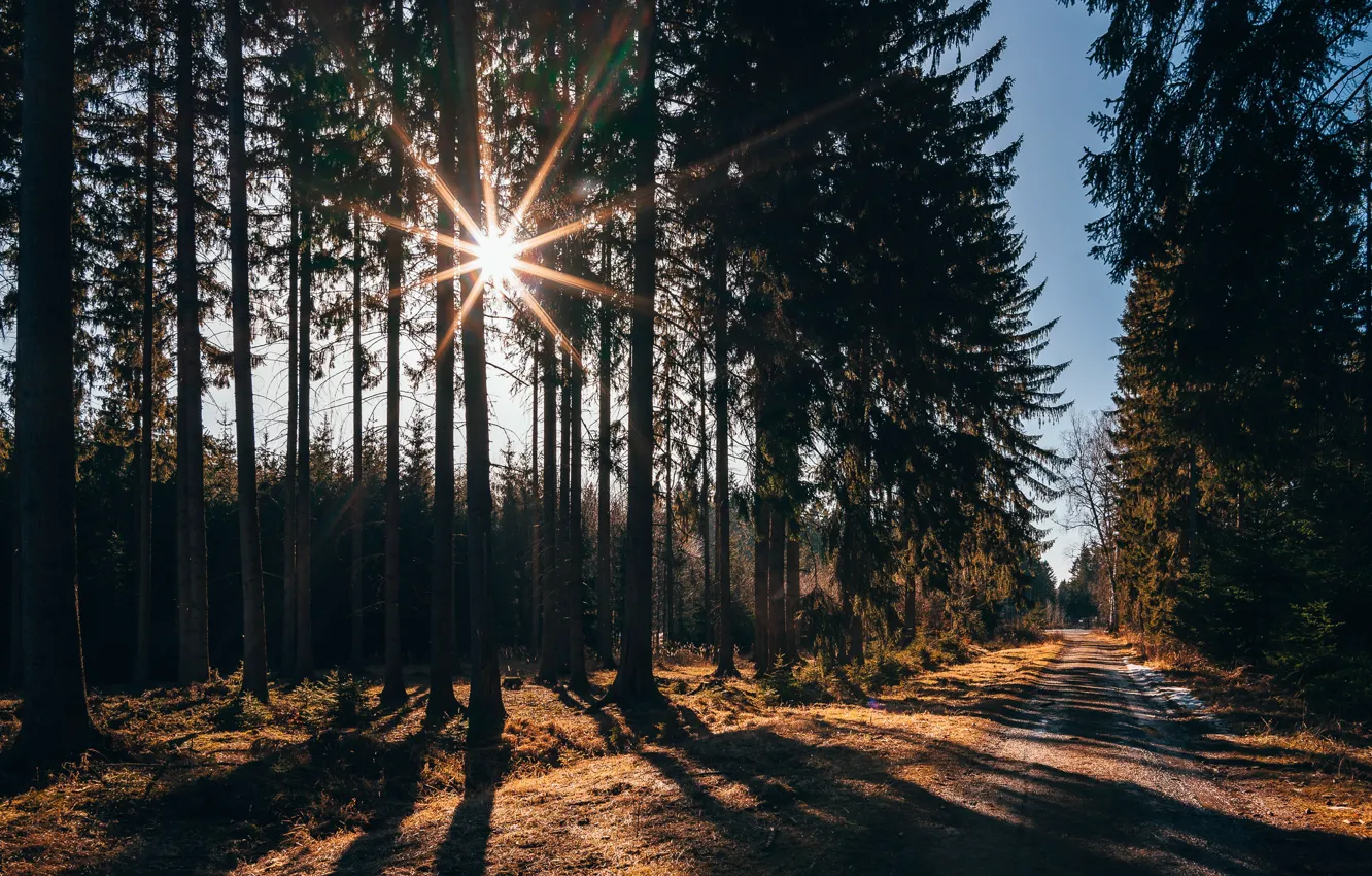 Фото обои дорога, лес, солнце, лучи, деревья, весна