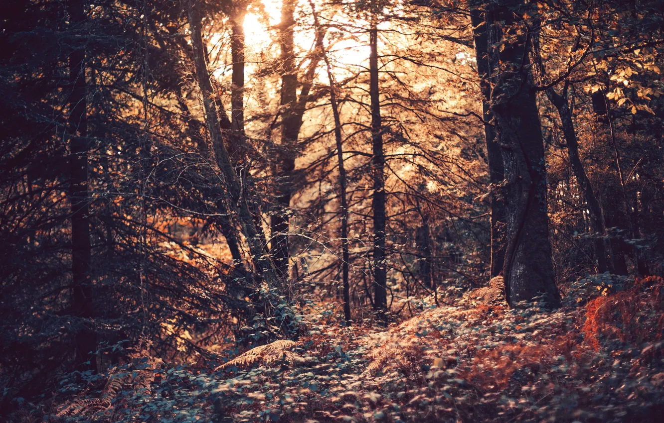 Фото обои осень, лес, природа