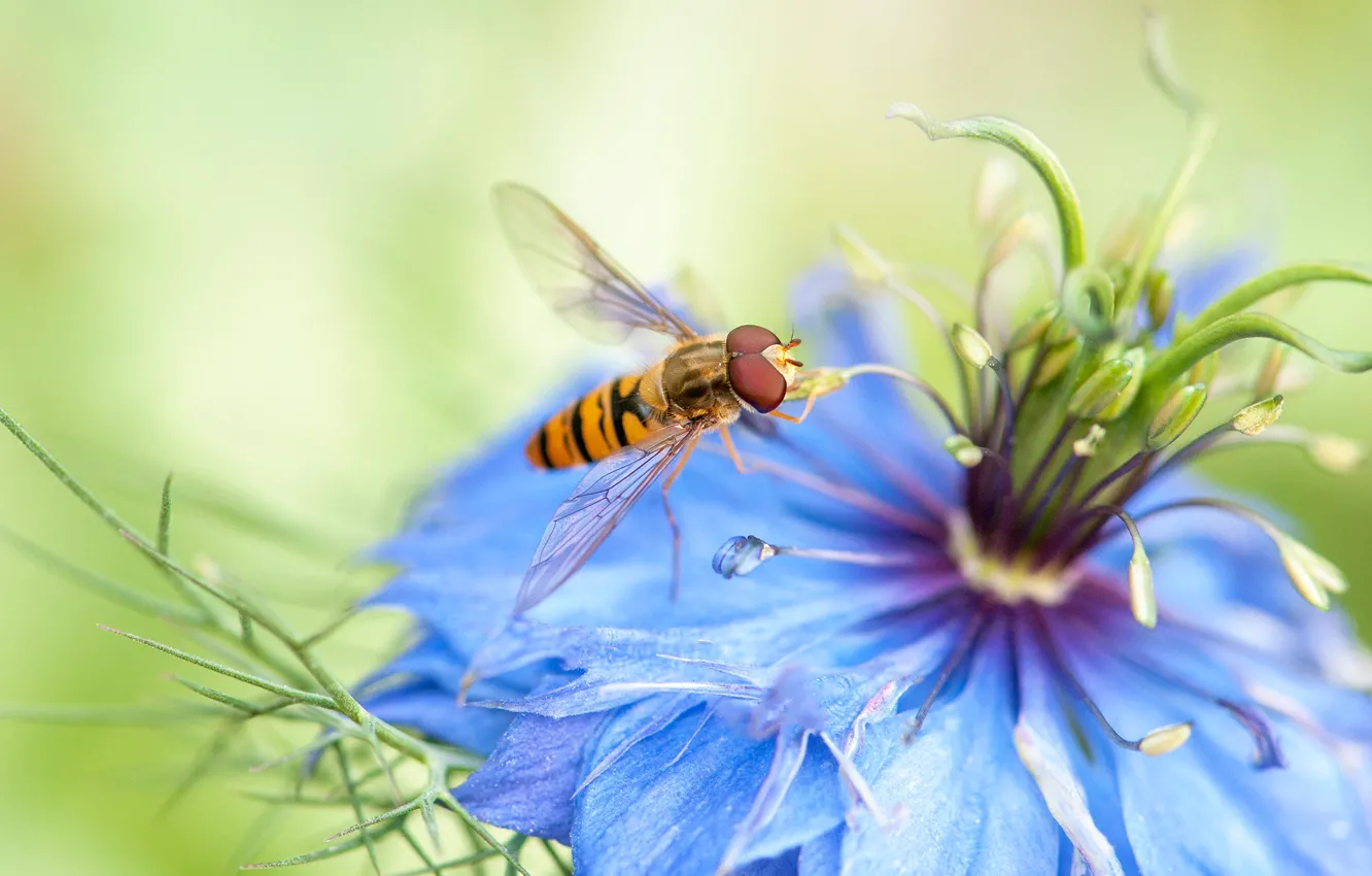 Фото обои цветок, макро, муха, фон, голубой, размытие, насекомое, нигелла