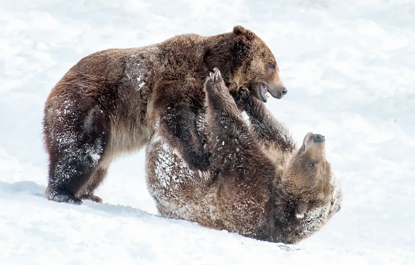 Фото обои снег, природа, медведи