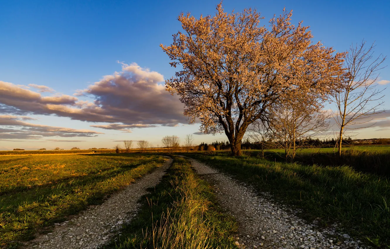 Фото обои дорога, небо, Франция, миндальное дерево
