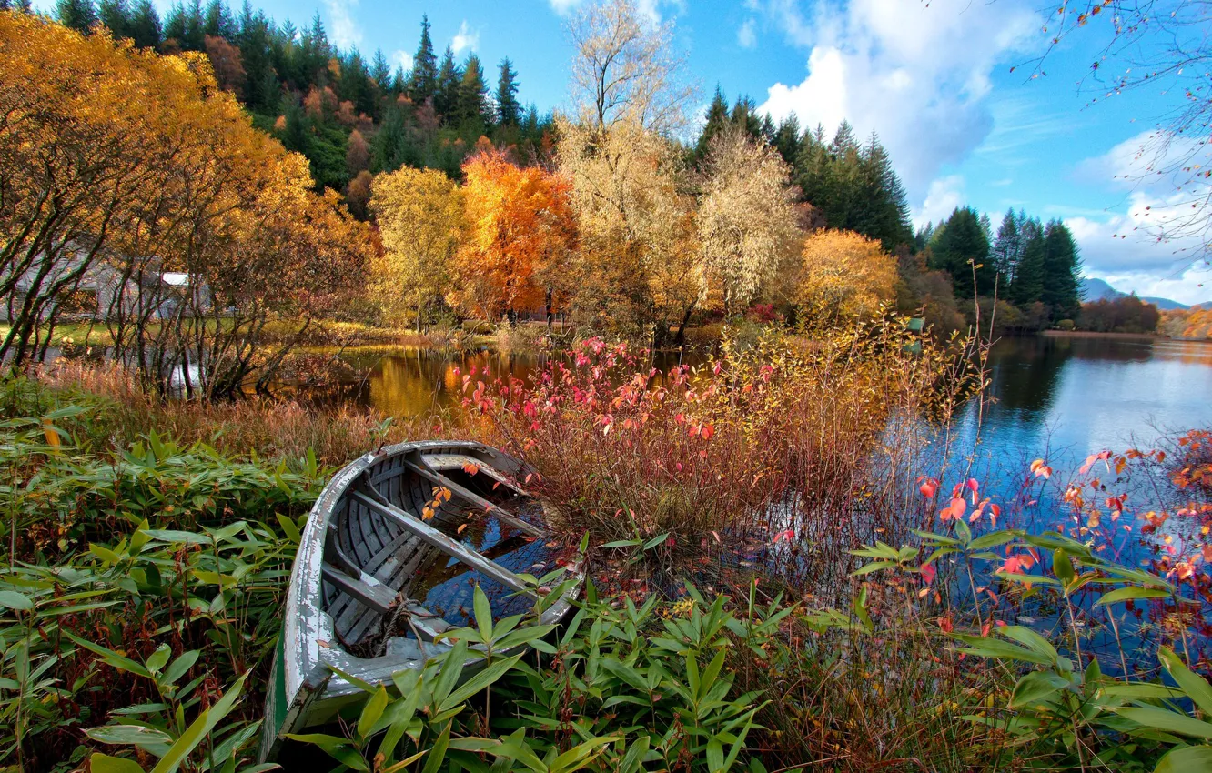 Фото обои осень, лес, небо, деревья, цветы, озеро, река, лодка