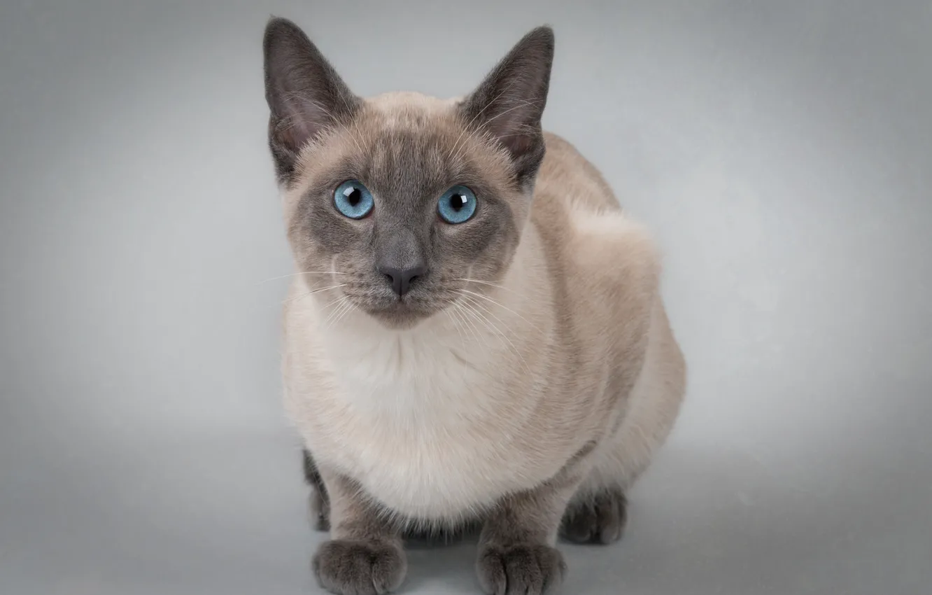 Фото обои кошка, взгляд, фон, портрет, голубые глаза, котейка, Тайская кошка