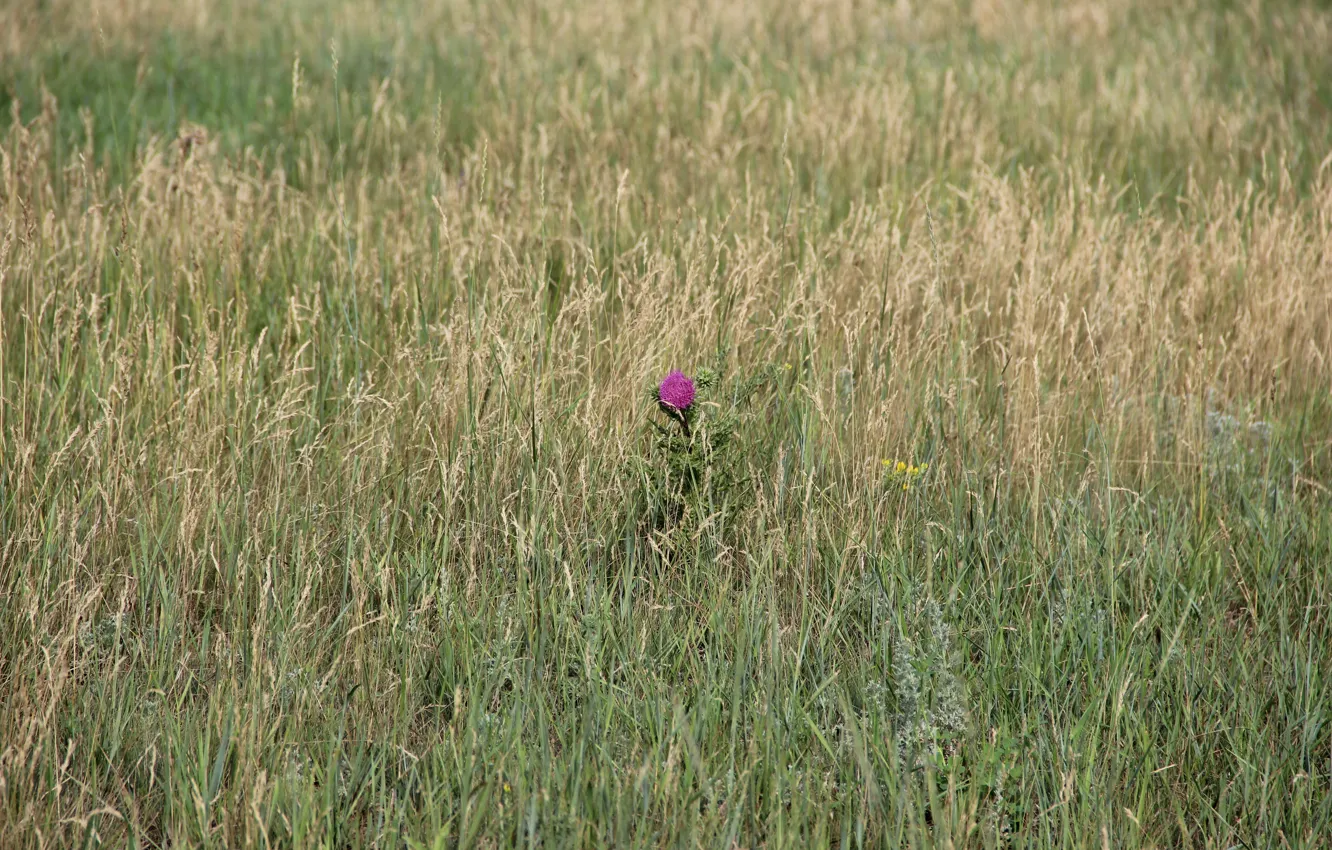 Фото обои лето, трава, макро, один, фиолетовый цветок