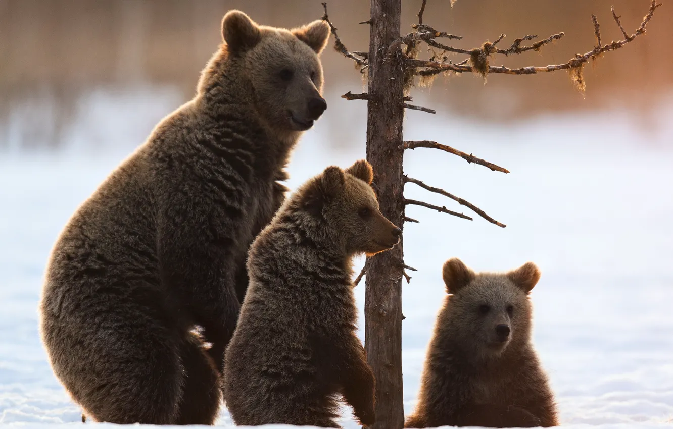 Фото обои снег, дерево, медведи, медвежата, медведица, три медведя