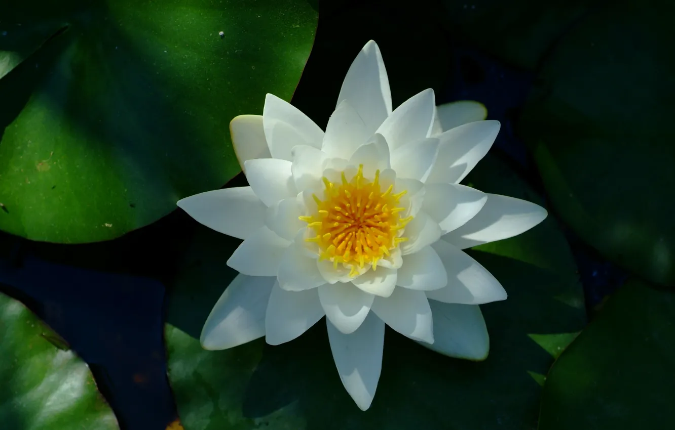 Фото обои Water lily, White flower, Водяная лилия, Белый цветок