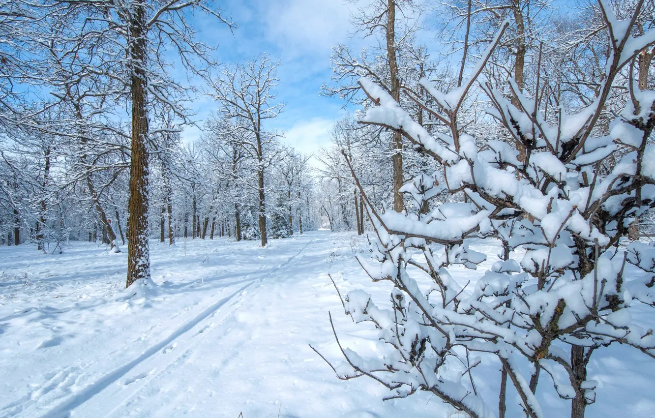 Фото обои зима, снег, деревья, парк