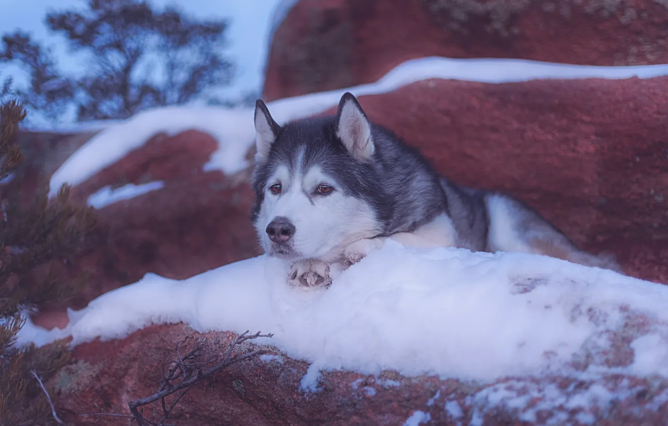 Фото обои взгляд, морда, снег, собака, Аляскинский маламут