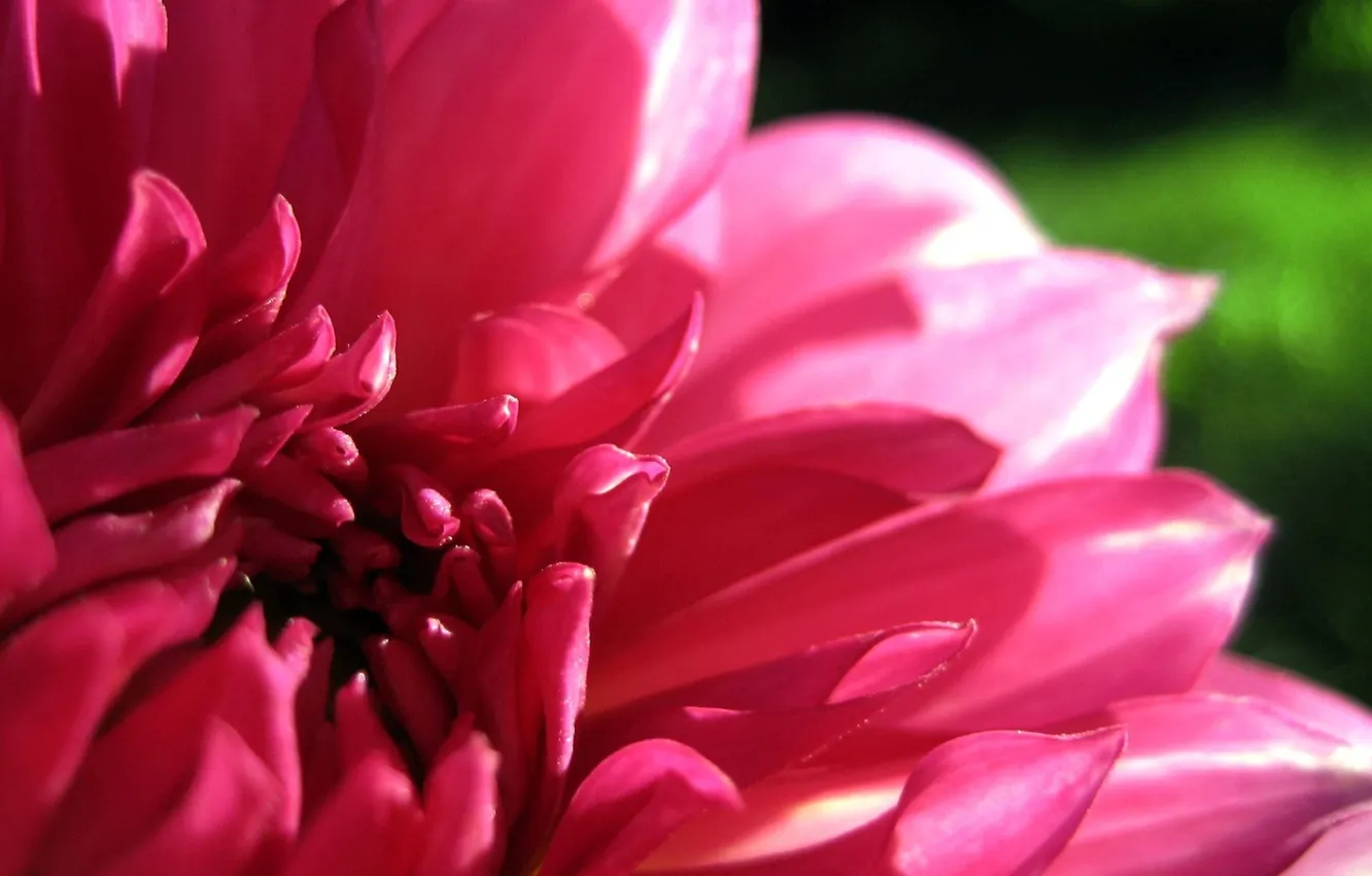 Фото обои цветок, макро, розовый, лепестки, георгина