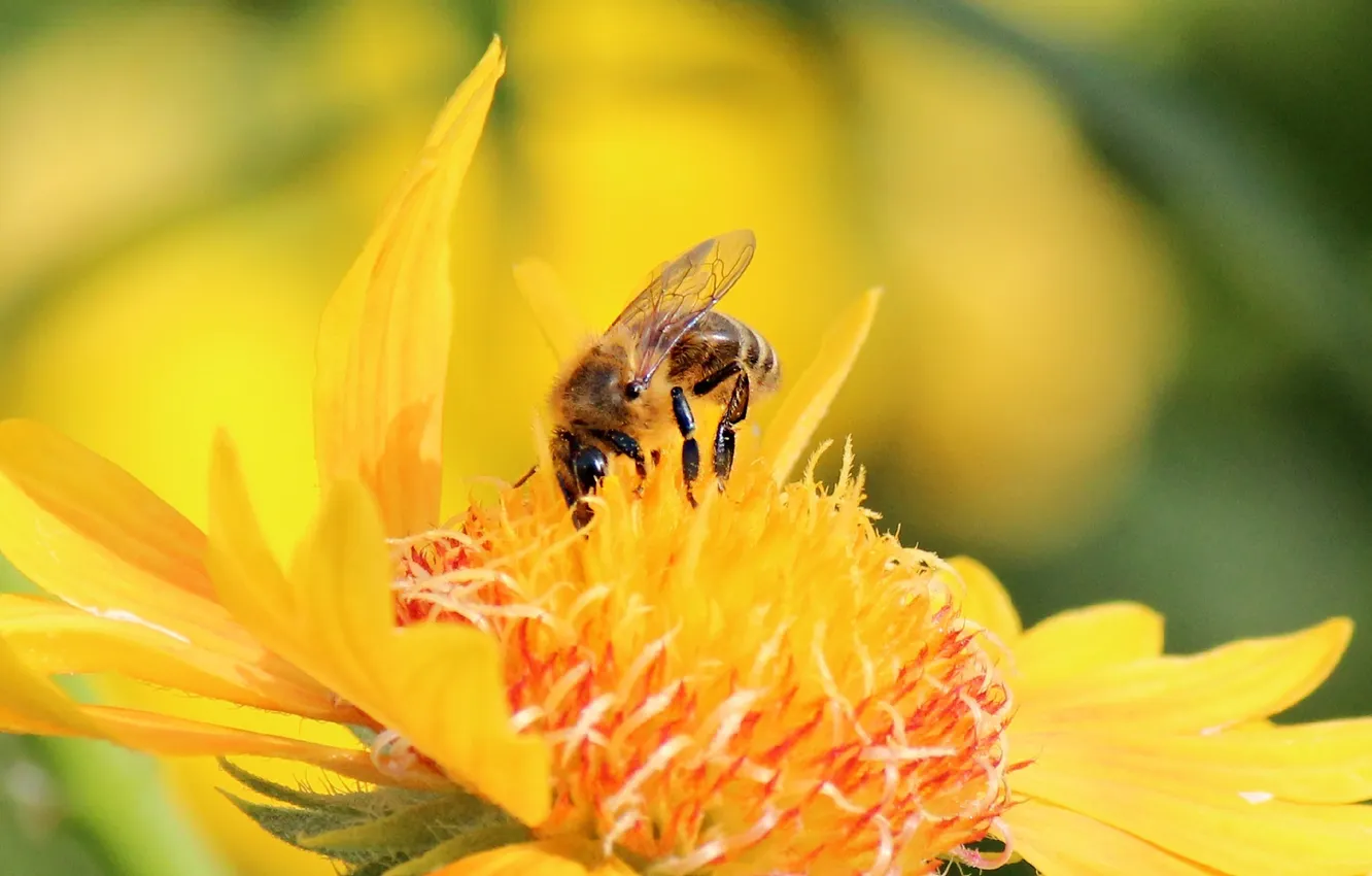 Фото обои пчела, Цветок, насекомое, космея