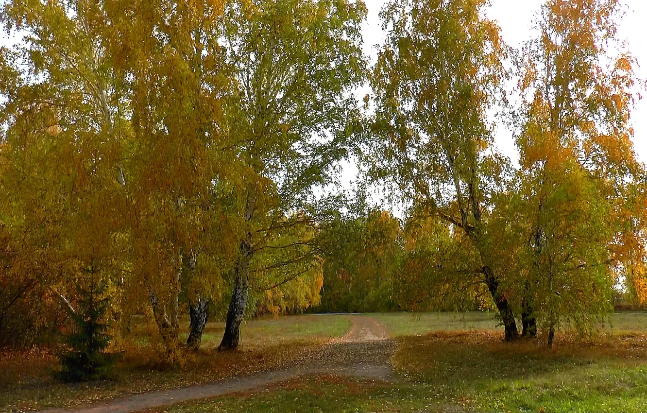 Фото обои дорога, осень, лес, Сибирь, Берёзы