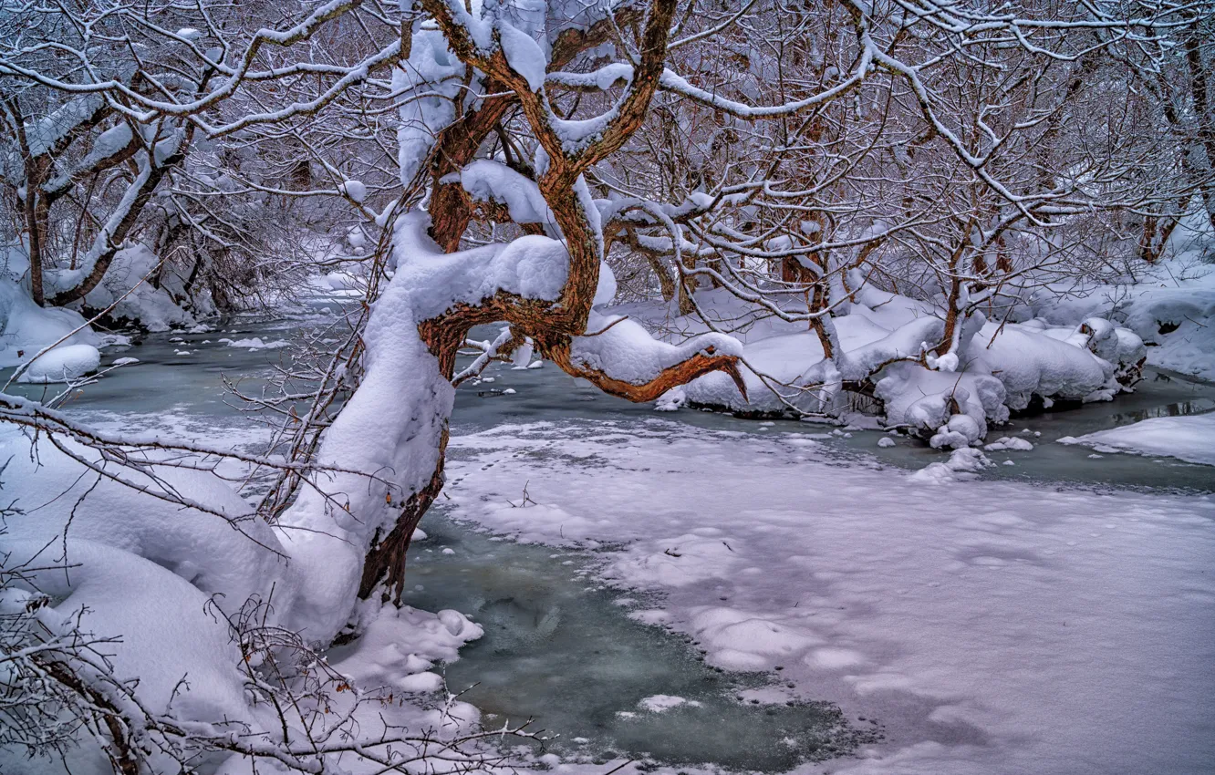 Фото обои зима, лес, снег, деревья, ветки, река, Япония