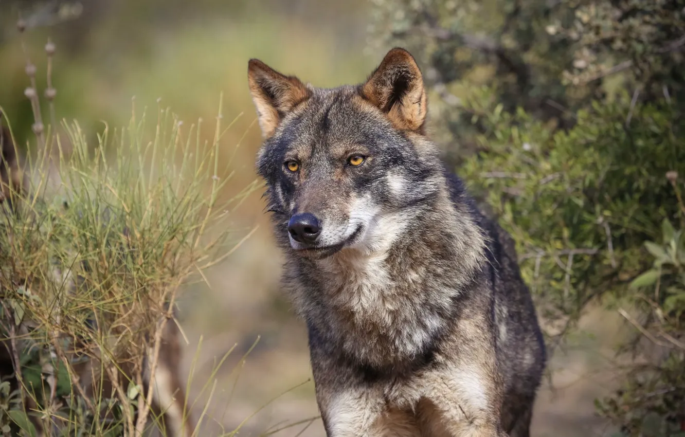 Фото обои predator, animal, iberian wolf