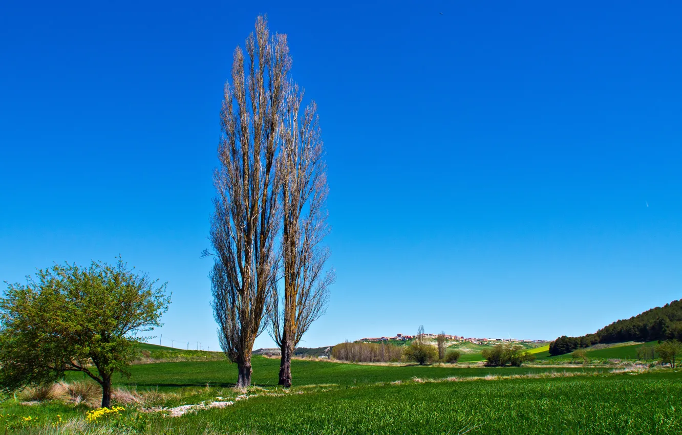 Фото обои трава, деревья, холмы, Испания, Вальядолид