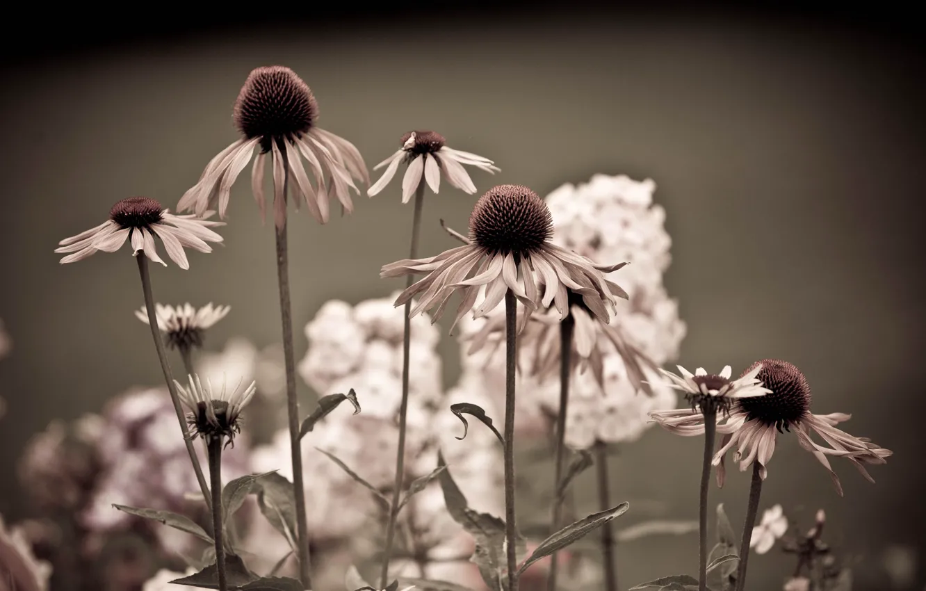 Фото обои цветы, ромашки, луговые