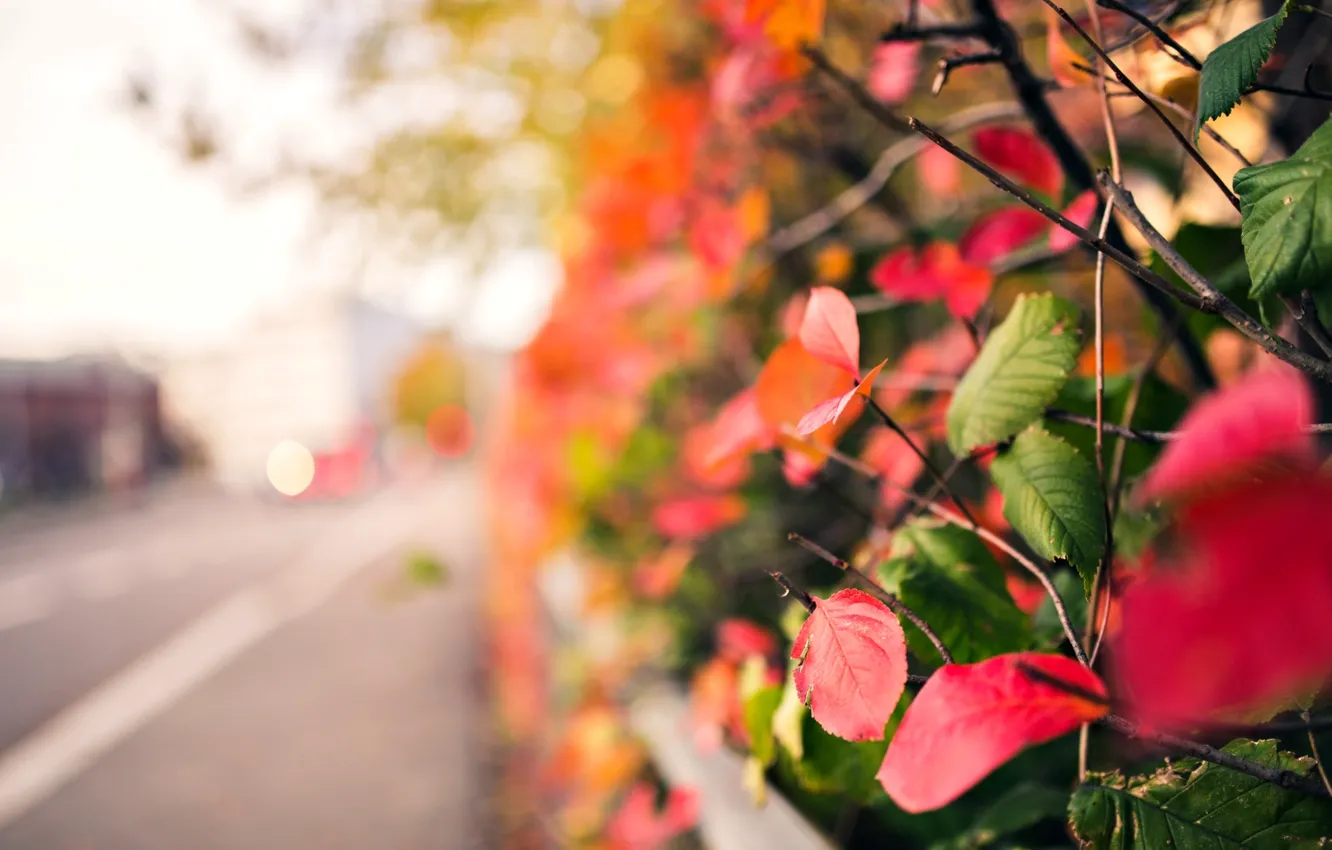 Фото обои осень, листья, макро, ветки, красный, зеленый, фон, дерево