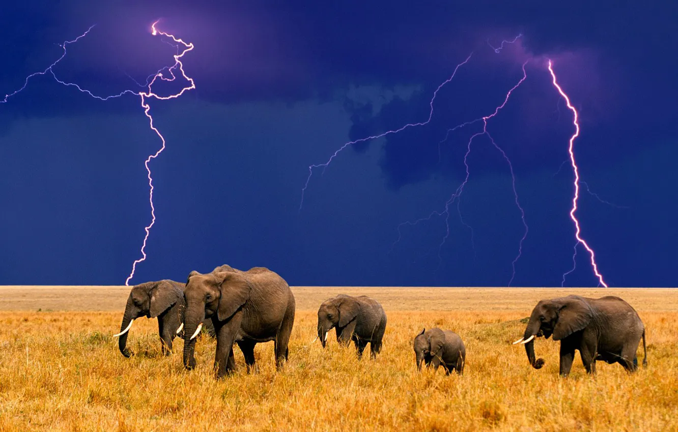 Фото обои молния, африка, слоны