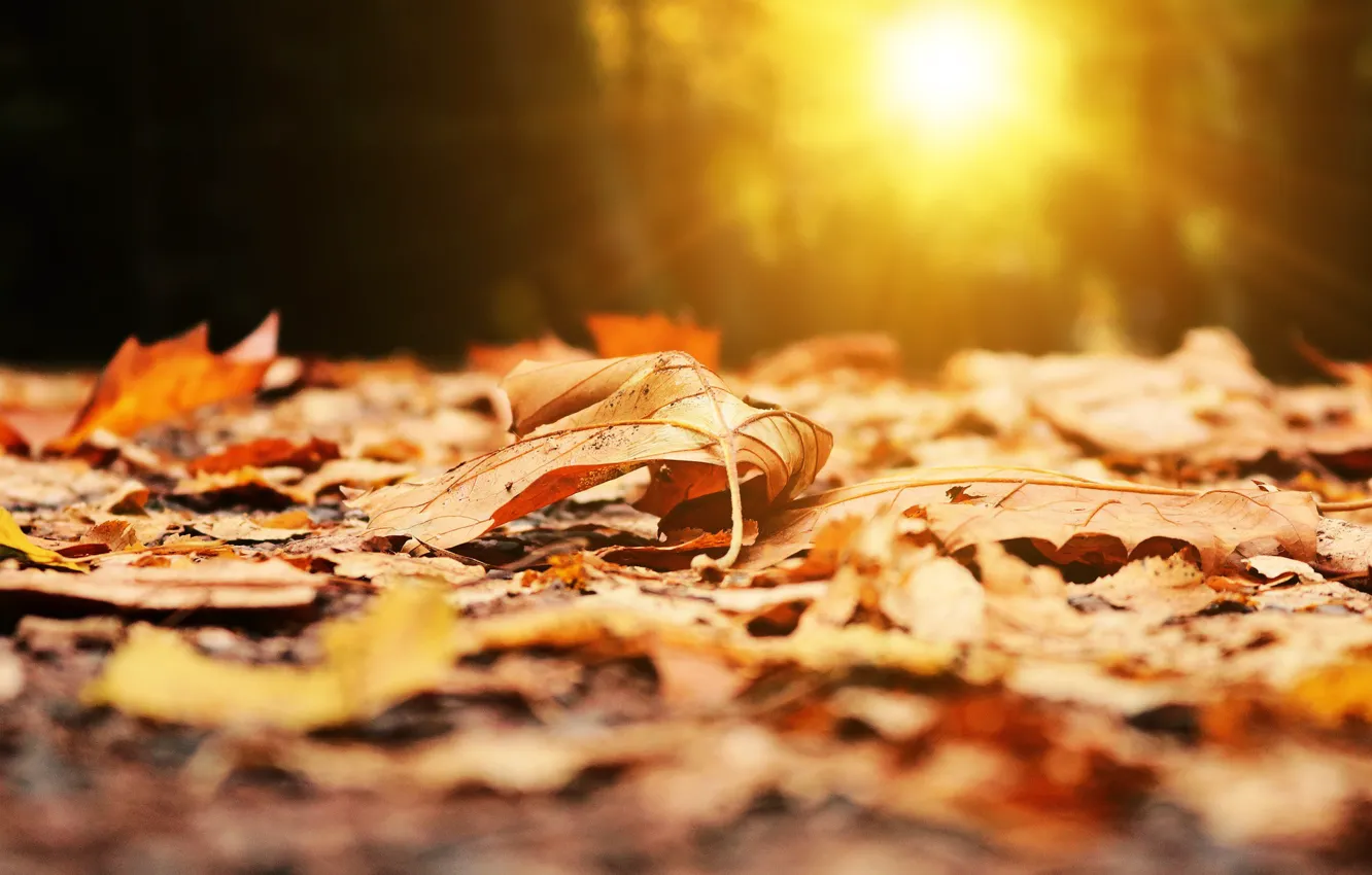 Фото обои солнце, размытость, осенние листья