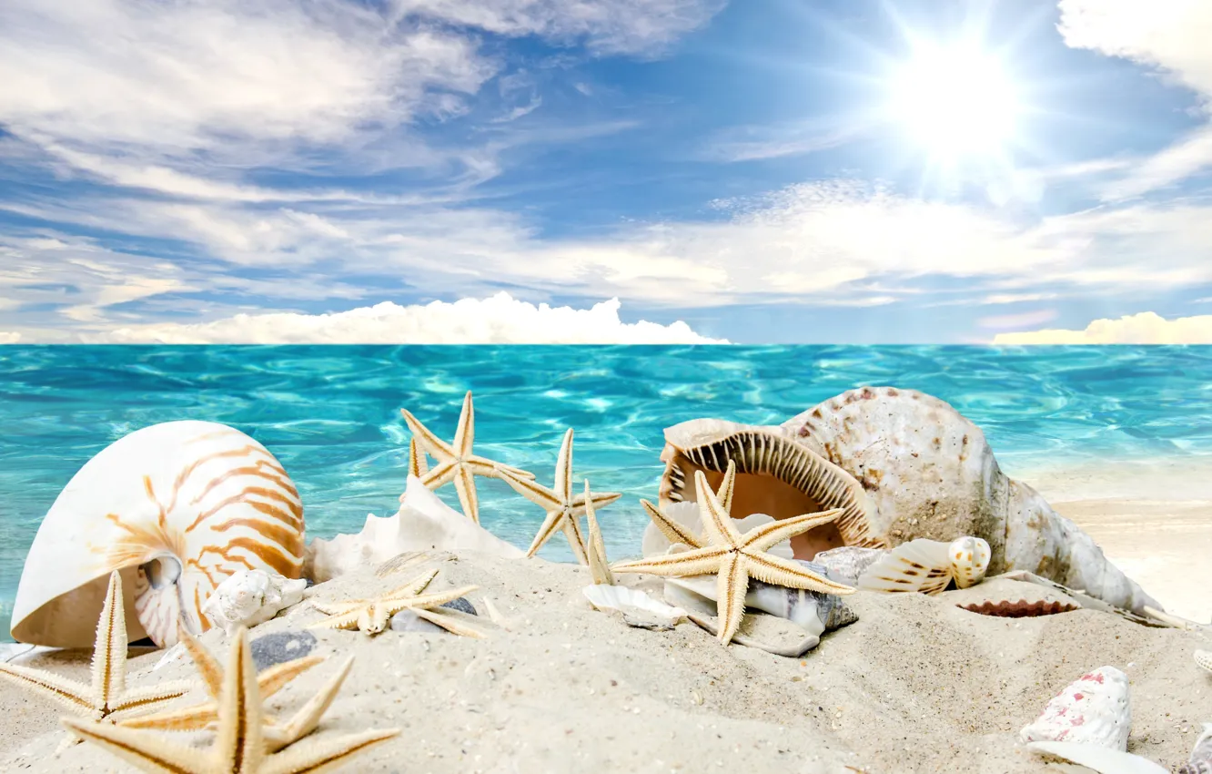 Фото обои песок, море, пляж, солнце, звезды, ракушки, summer, sunshine