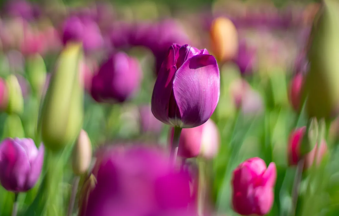 Фото обои цветы, весна, фиолетовые, тюльпаны, сиреневые, боке, размытый фон