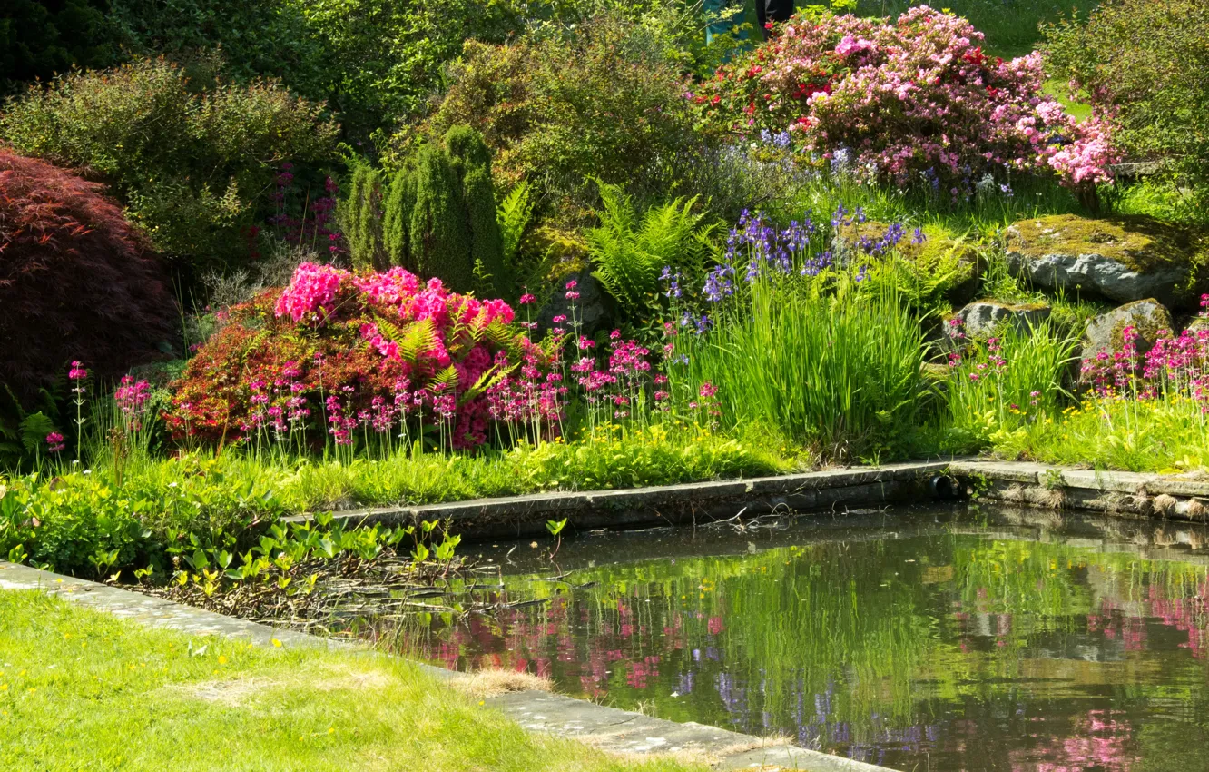 Фото обои зелень, цветы, пруд, сад, Великобритания, разноцветные, кусты, Mount Pleasant gardens