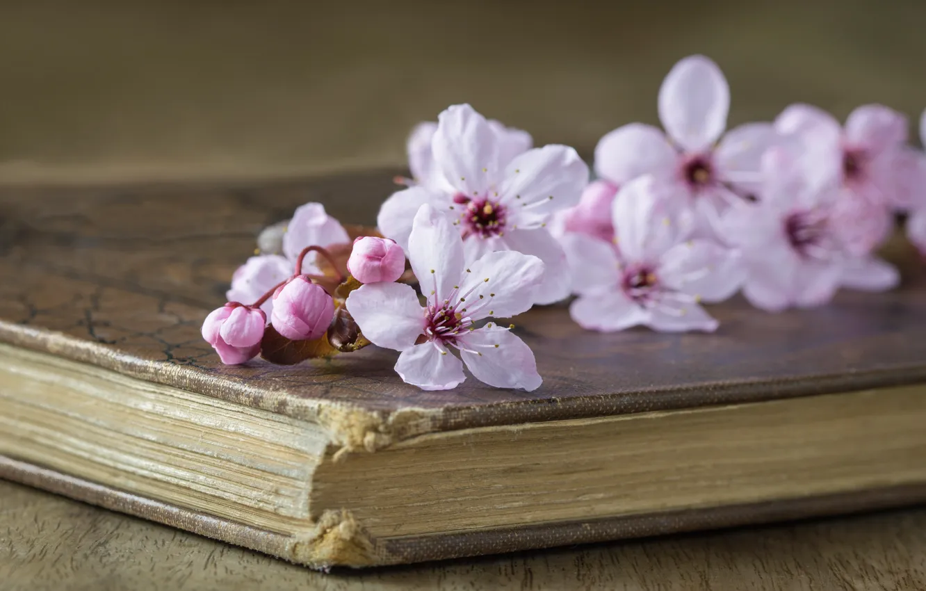 Фото обои вишня, стиль, книга, цветки, ветка вишни
