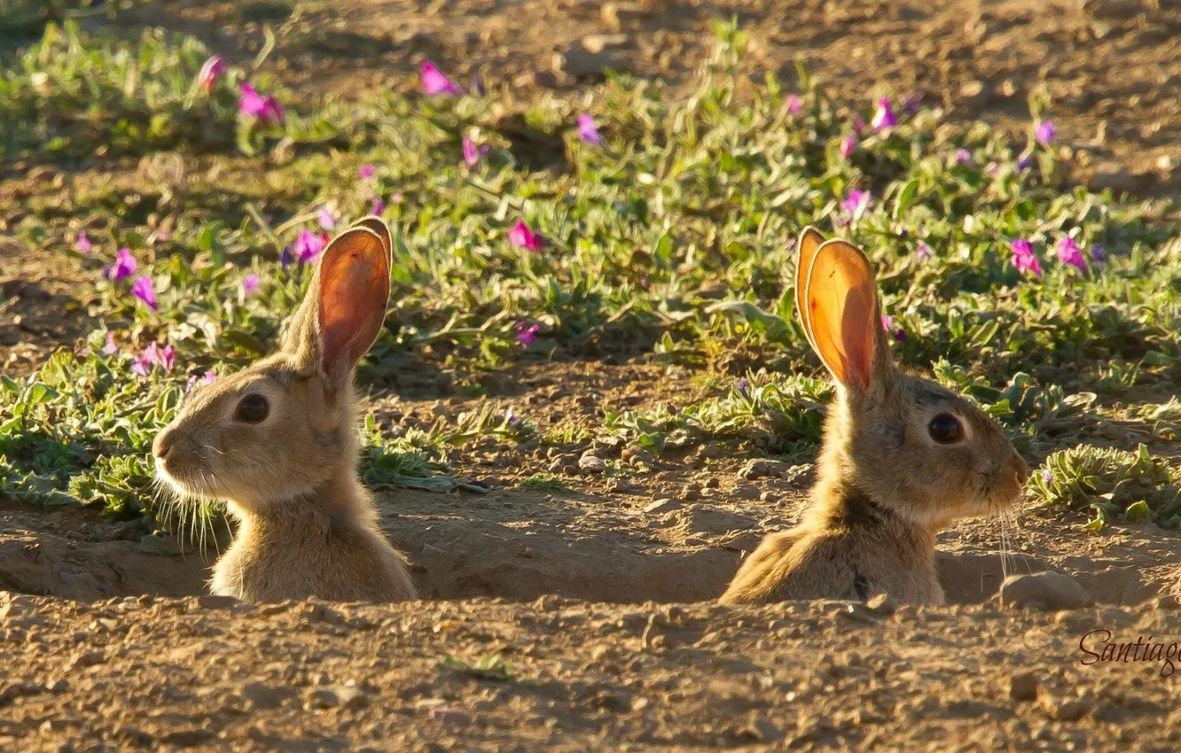 Фото обои цветы, нора, зайцы