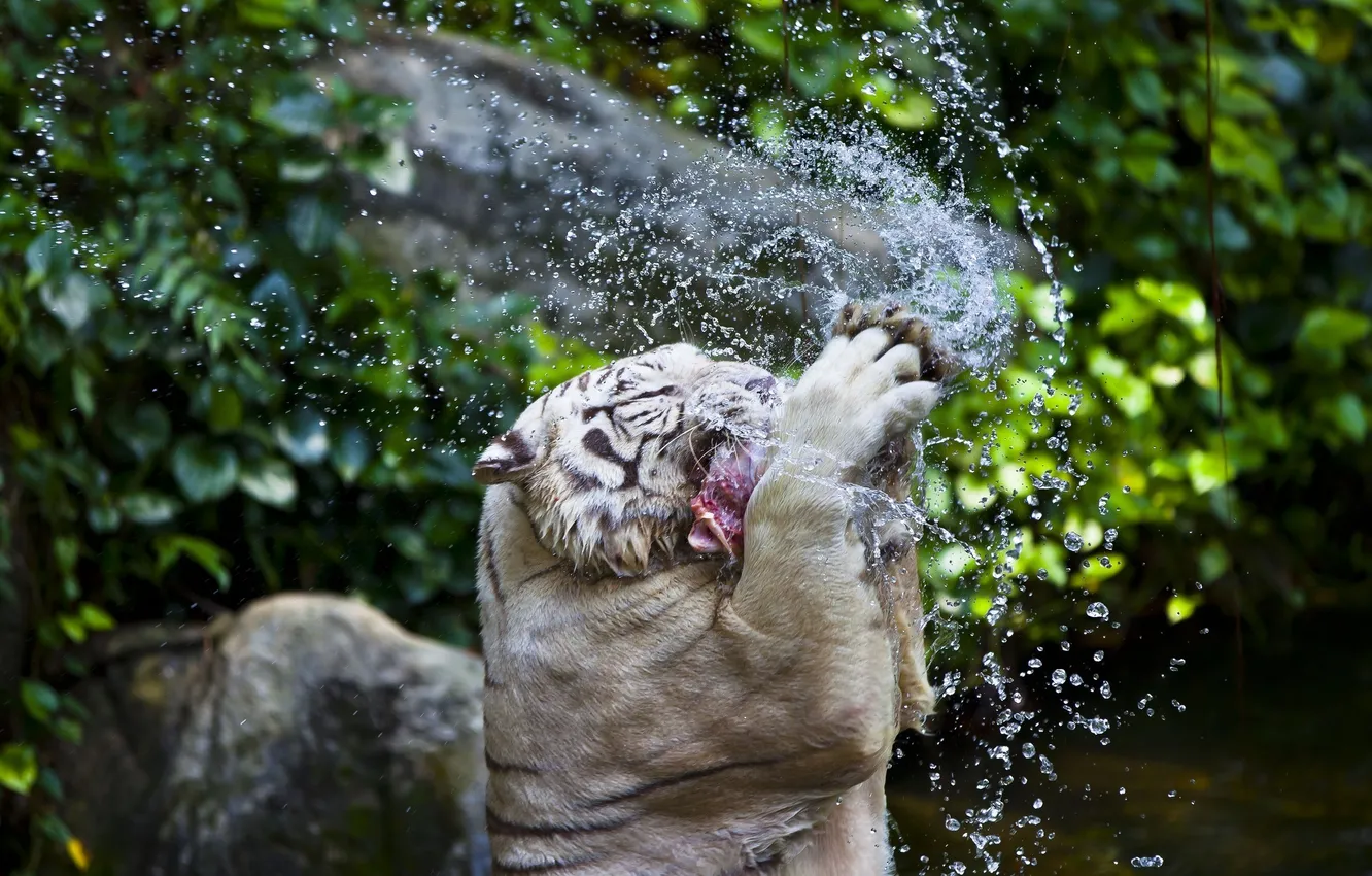 Фото обои полоски, брызги, прыжок, хищник, купание, белый тигр, дикая кошка