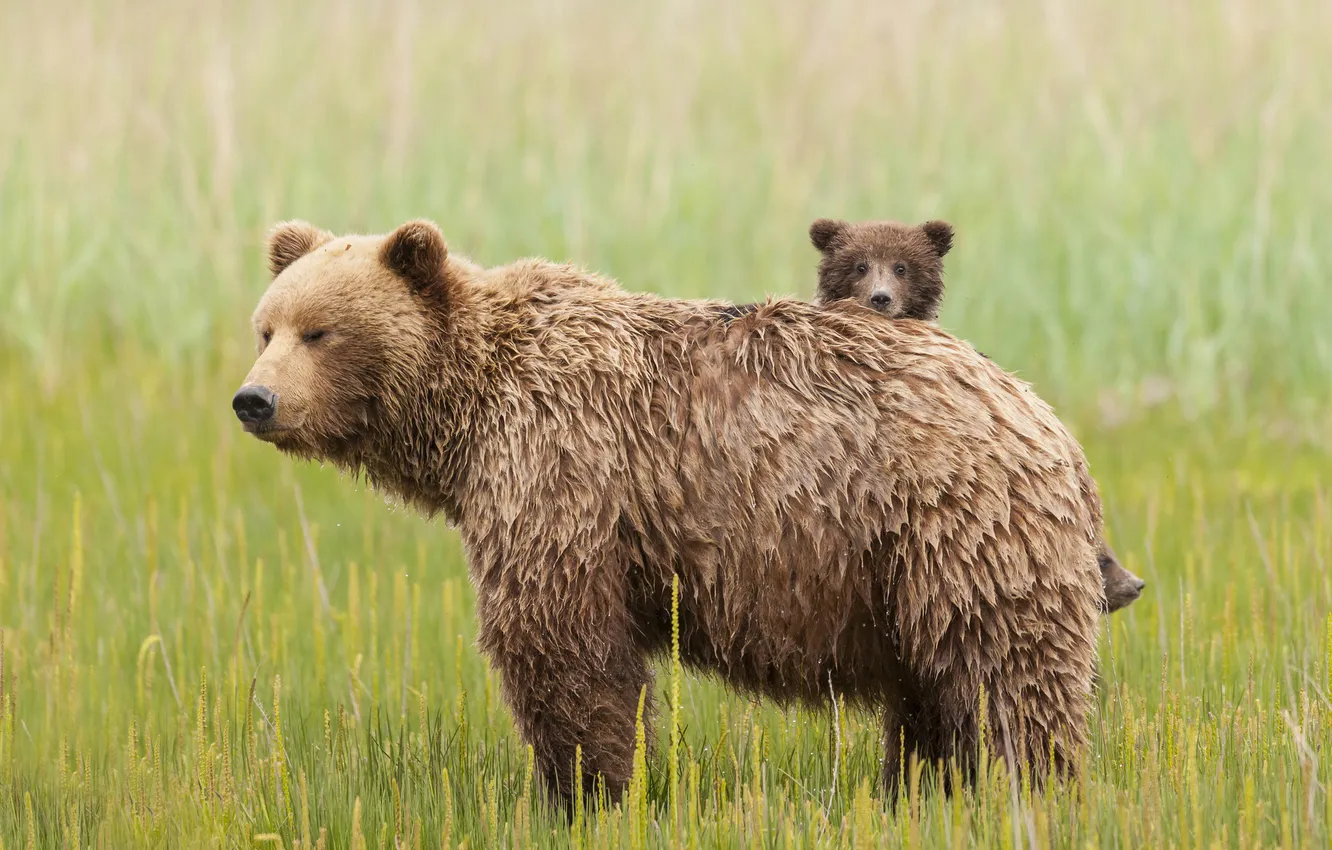Фото обои трава, медвежата, семейство, медведица, бурая