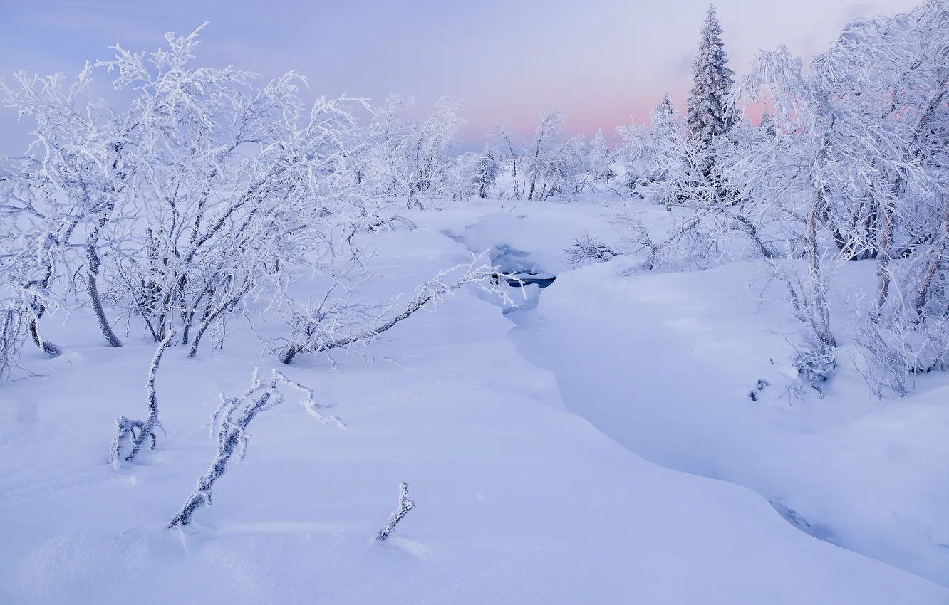 Фото обои зима, лес, снег, природа