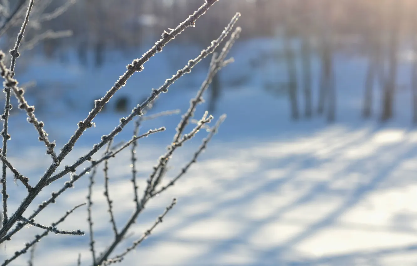 Фото обои иней, снег, ветки, Зима