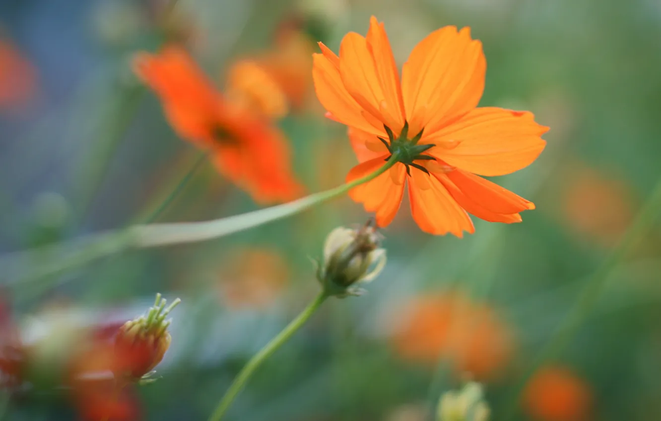 Фото обои цветок, цветы, фон, оранжевые, космея