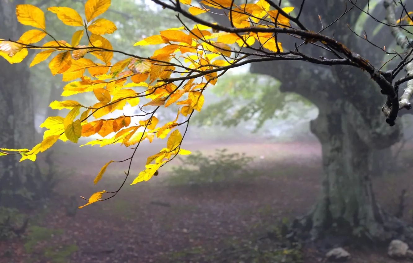 Фото обои осень, туман, дерево
