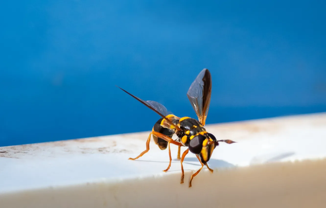 Фото обои оса, синий фон, Fleur Walton